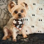 WhatsApp Image 2025-11-05 at 18.47.34_d6db1702