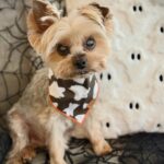 WhatsApp Image 2025-11-05 at 18.47.36_87ae4d75