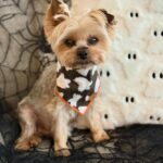 WhatsApp Image 2025-11-05 at 18.47.36_9202708e