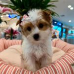 WhatsApp Image 2025-11-07 at 00.09.00_15eacfc5