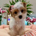 WhatsApp Image 2025-11-07 at 00.09.01_c90f62ee