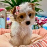 WhatsApp Image 2025-11-07 at 00.09.02_9439f837