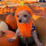 WhatsApp Image 2025-11-07 at 00.27.16_7de3683f