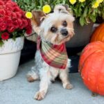 WhatsApp Image 2025-11-07 at 01.35.10_a8ecbd6d