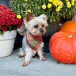 WhatsApp Image 2025-11-07 at 01.35.21_9c370058