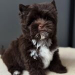 WhatsApp Image 2025-11-10 at 15.09.00_dcf20085